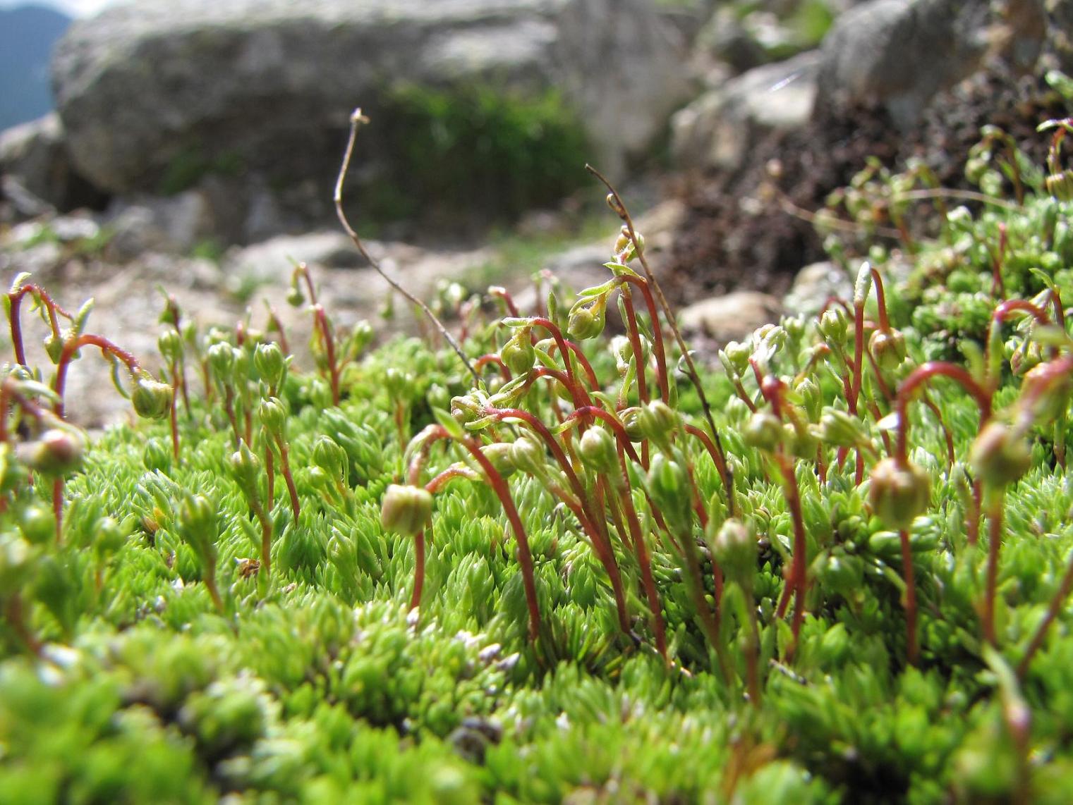 Saxifraga bryoides